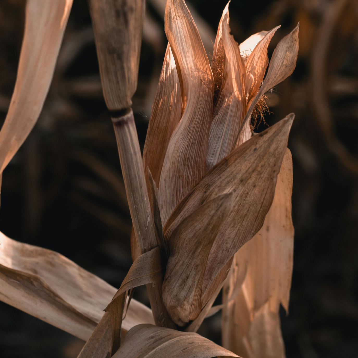 Cornstalks