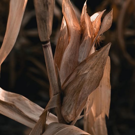 Cornstalks